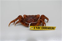 藏品(角額仿相手蟹)的圖片